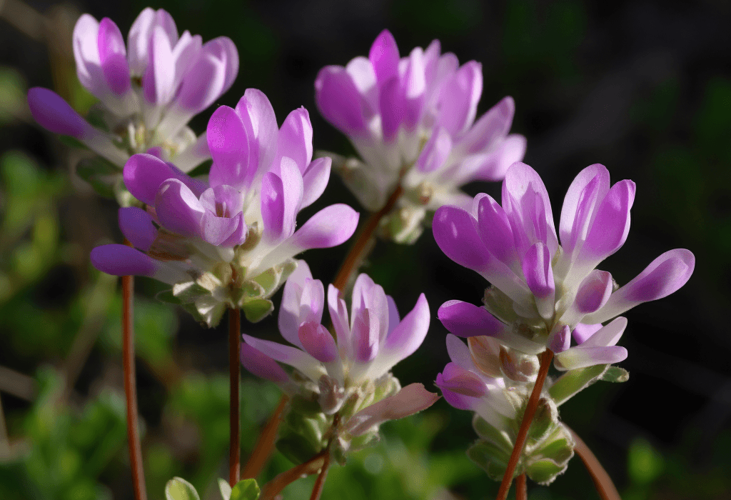 A close-up of Astragalus, a crucial ingredient in Interstellar Blends for immune modulation and longevity.