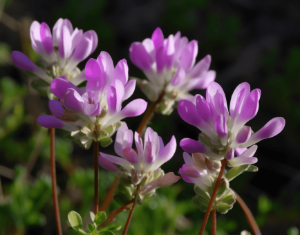 A close-up of Astragalus, a crucial ingredient in Interstellar Blends for immune modulation and longevity.