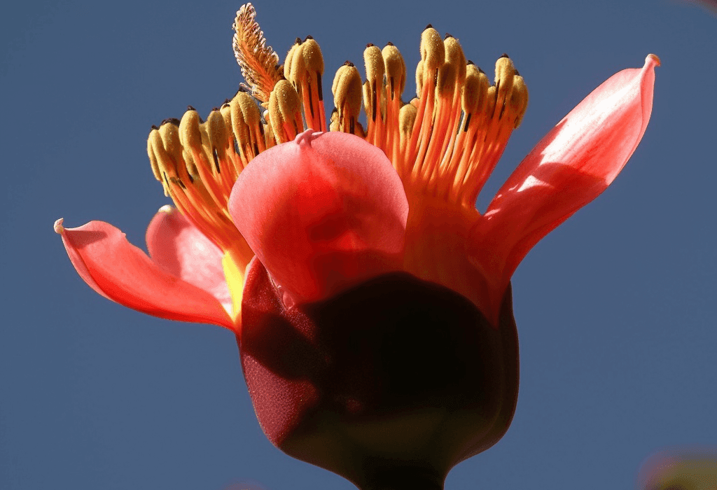 BOMBAX1 - Interstellar Blends