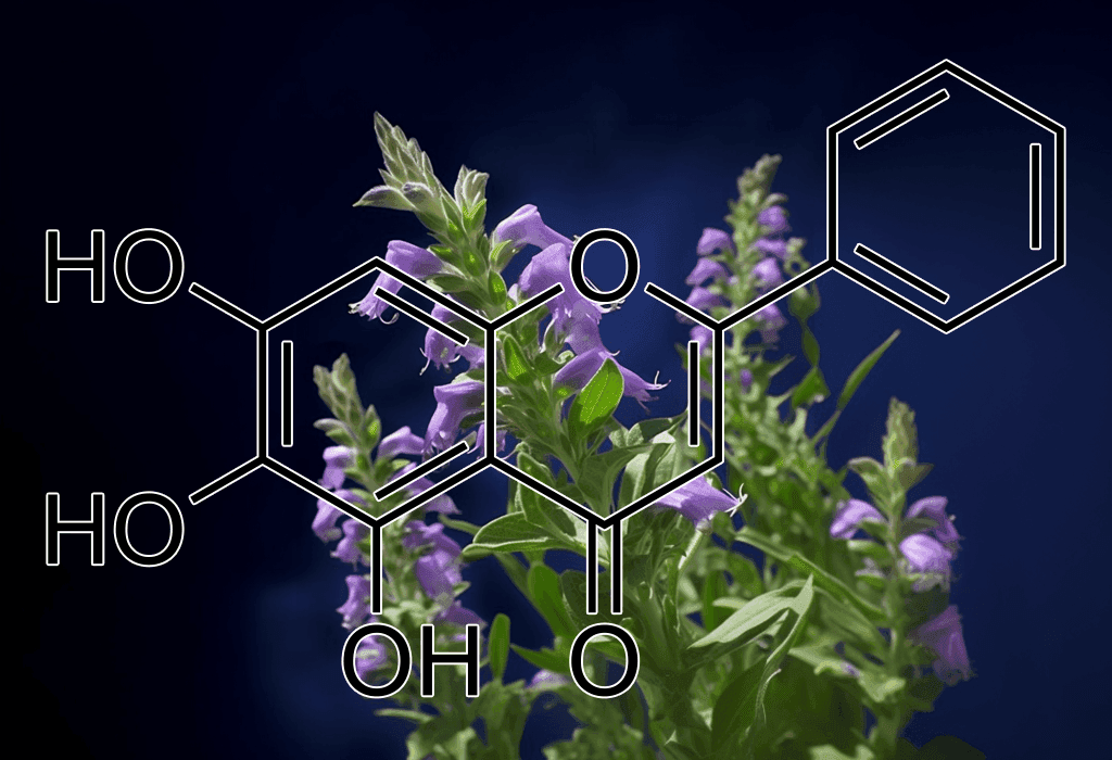 Baicalein) Scutellaria baicalensis – A detailed image of Baicalein from Scutellaria baicalensis (Chinese Skullcap), a potent antioxidant in Interstellar Blends.