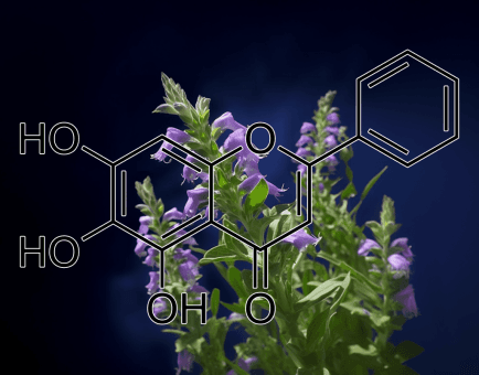 Baicalein) Scutellaria baicalensis – A detailed image of Baicalein from Scutellaria baicalensis (Chinese Skullcap), a potent antioxidant in Interstellar Blends.