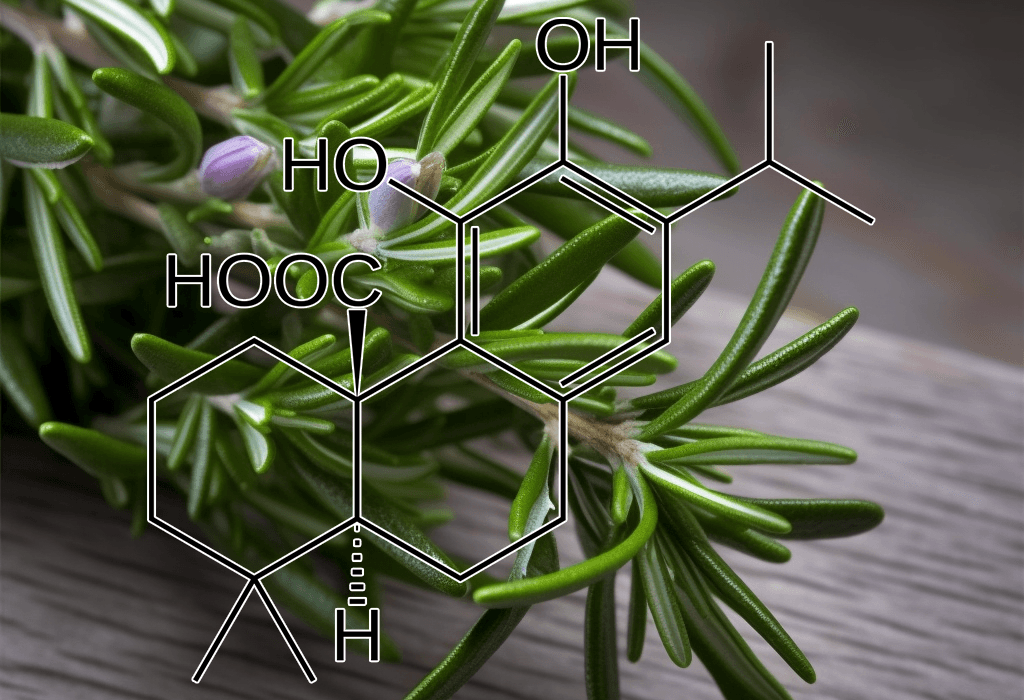 Carnosic acid – Neuroprotective compound in Interstellar Blends, combating cognitive decline and oxidative stress.