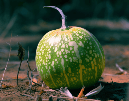 Citrullus colocynthis – Digestive tonic in Interstellar Blends, promoting gut balance and detoxification.