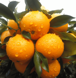 Citrus reticulata – Antioxidant citrus in Interstellar Blends, improving digestion and reducing stress.