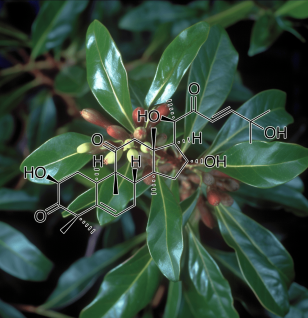 CUCURBITACIN D plant source - Interstellar Blends