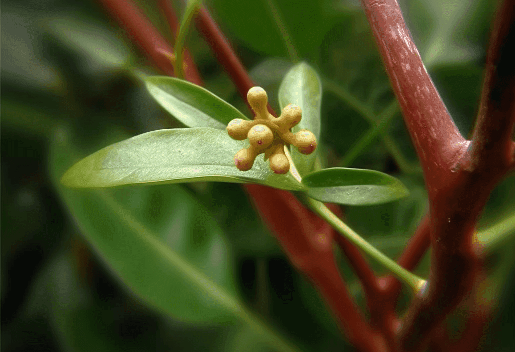 Cinnamomum Parthenoxylon - Interstellar Blends