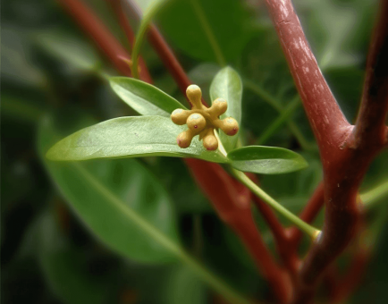 Cinnamomum Parthenoxylon - Interstellar Blends