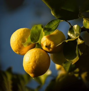 Citrus medica - Interstellar Blends