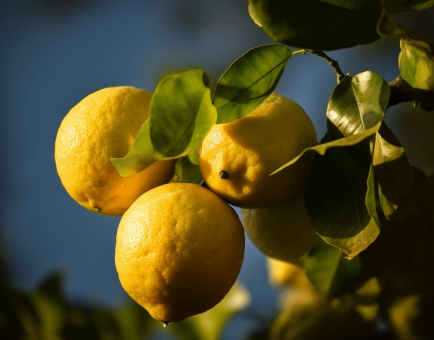 Citrus medica - Interstellar Blends