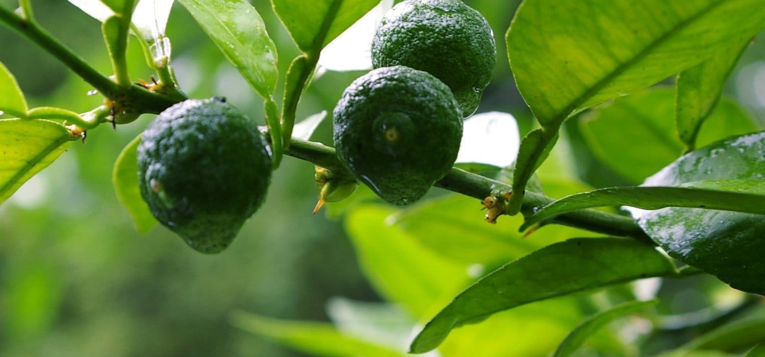 Citrus sudachi - Interstellar Blends