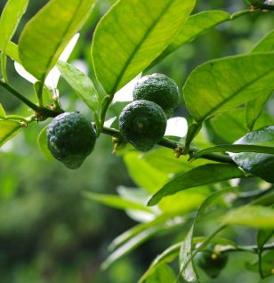 Citrus sudachi - Interstellar Blends