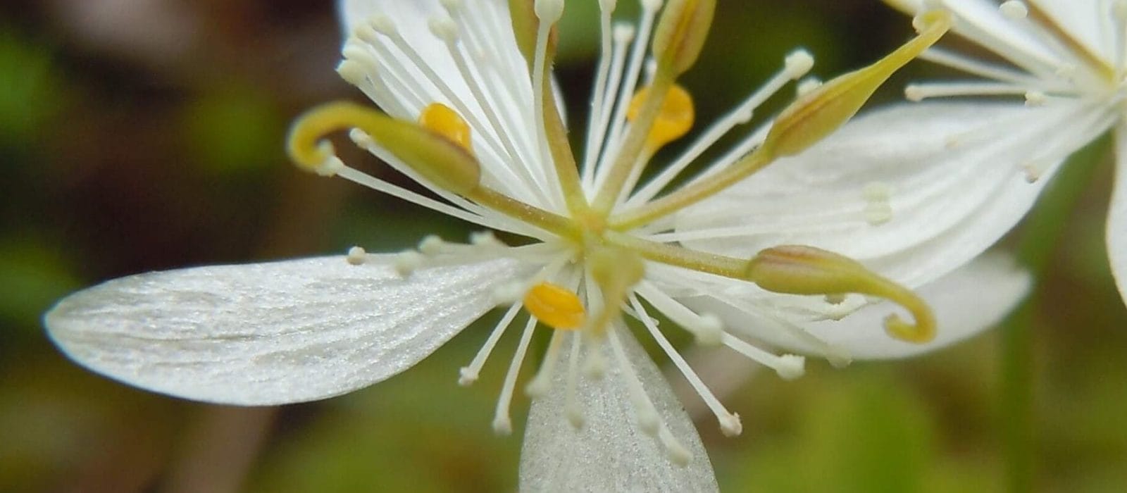 Coptis chinensis - Interstellar Blends