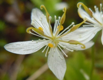 Coptis chinensis - Interstellar Blends