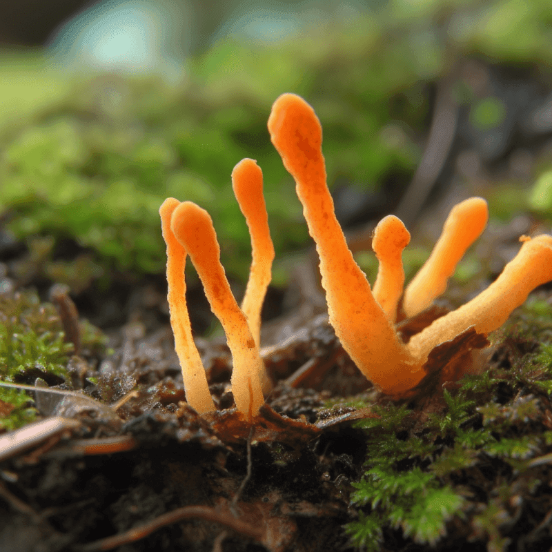 Cordyceps – Adaptogenic fungus in Interstellar Blends, improving stamina, lung health, and immune function.