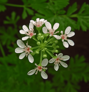 Coriandrum sativum – A close-up of Coriandrum sativum (Cilantro), an herb in Interstellar Blends for detoxification and antioxidant effects.