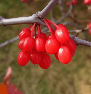 Cornus Officinalis - Interstellar Blends