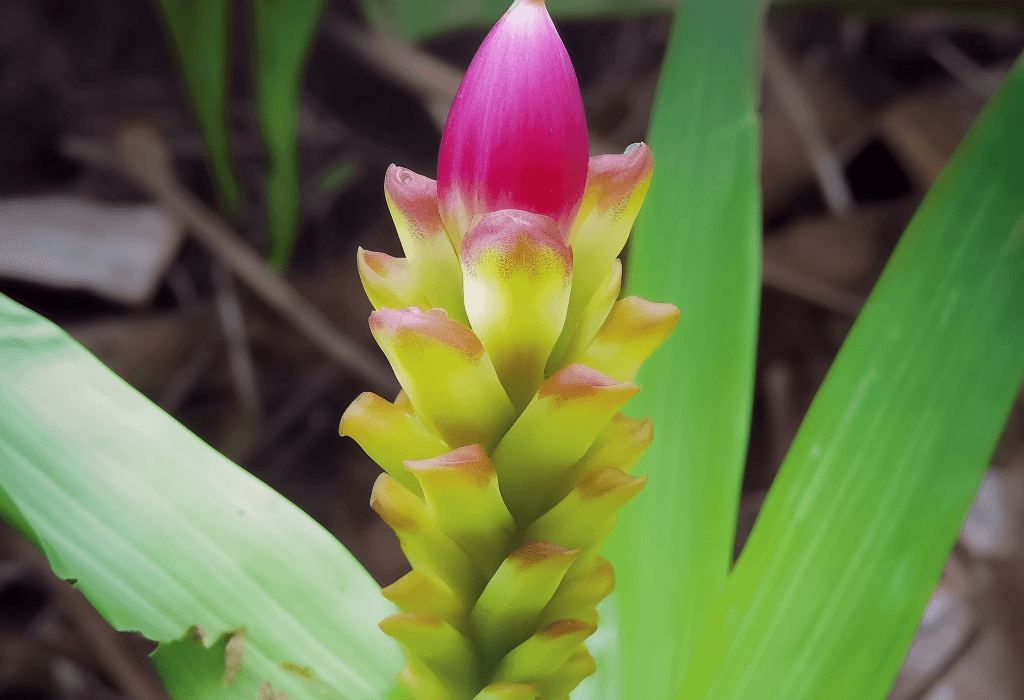 Curcuma Longa - Interstellar Blends