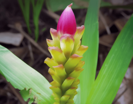 Curcuma Longa - Interstellar Blends