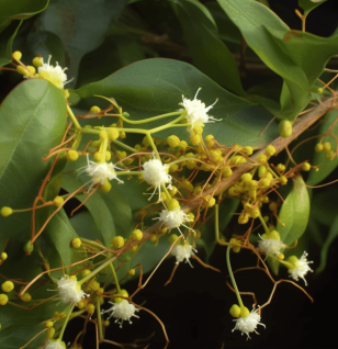 Cuscuta Chinensis - Interstellar Blends