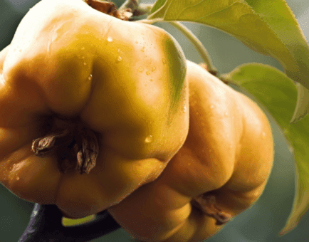 Cydonia oblonga - Interstellar Blends