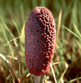 Cynomorium Root - Interstellar Blends