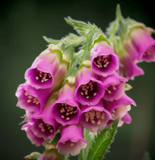 DIGITALIS PURPUREA - Interstellar Blends