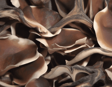 Deer Velvet Antler - Interstellar Blends