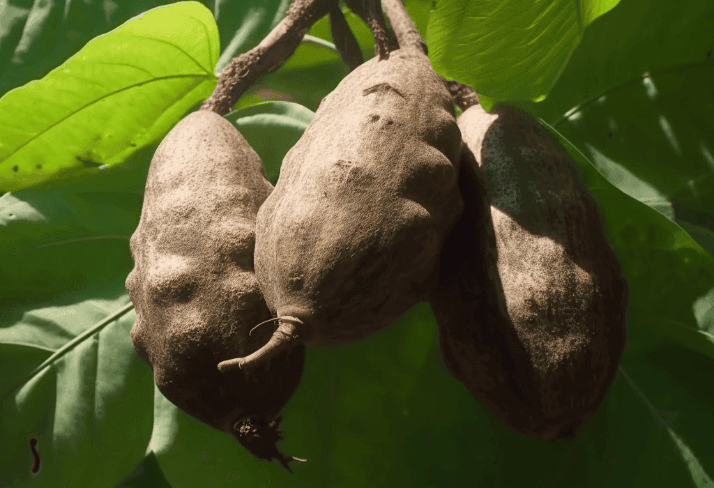 Dioscorea Alata - Interstellar Blends