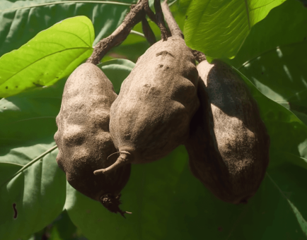 Dioscorea Alata - Interstellar Blends