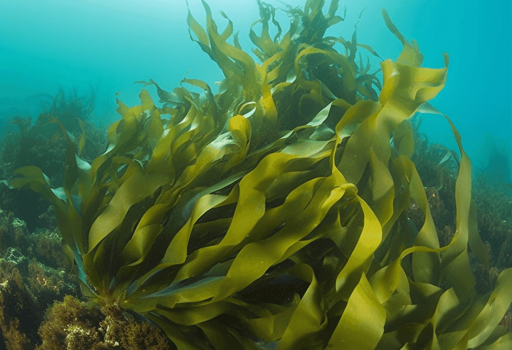 Ecklonia cava (Brown Algae Extract) – Marine polyphenol in Interstellar Blends, supporting cognitive function, circulation, and inflammation reduction.