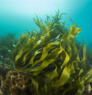 Ecklonia cava (Brown Algae Extract) – Marine polyphenol in Interstellar Blends, supporting cognitive function, circulation, and inflammation reduction.