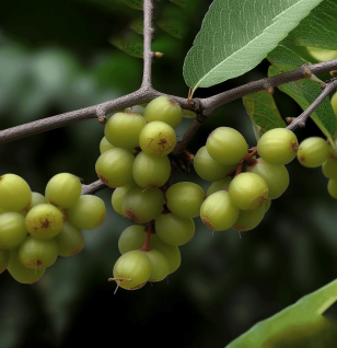 Emblica officinalis – A high-resolution capture of Emblica officinalis (Amla), a superfruit in Interstellar Blends for immunity and skin health.