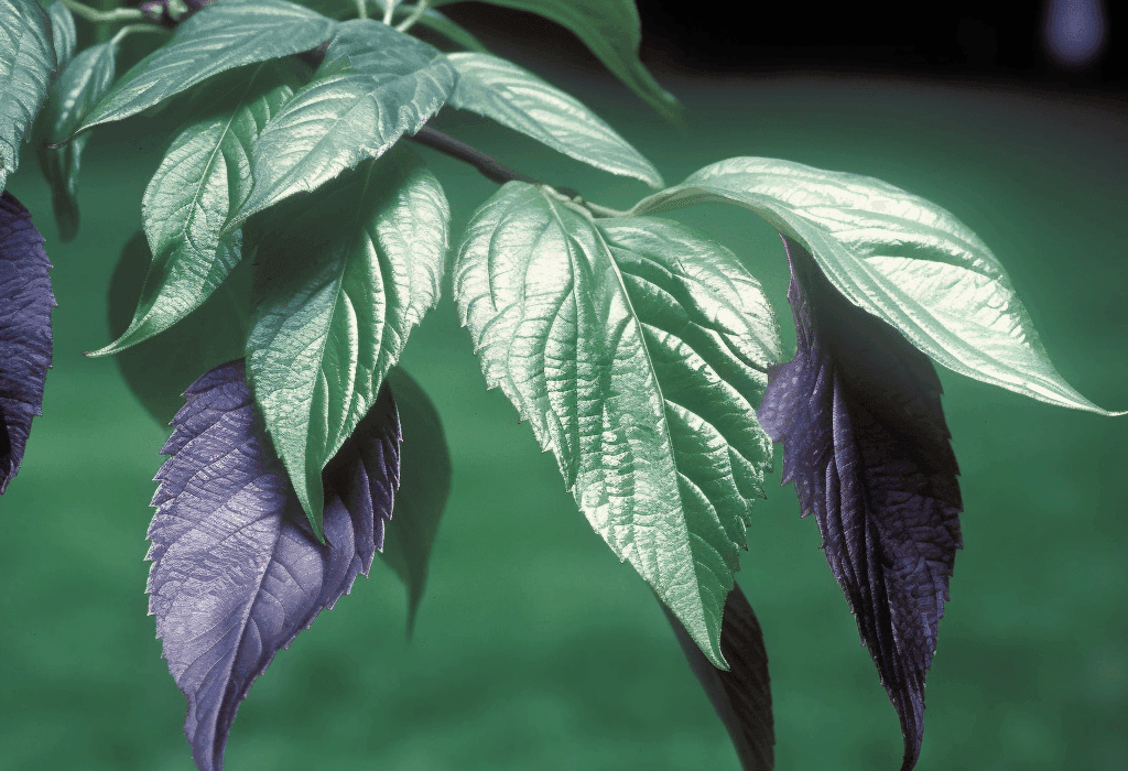 EUCOMMIA - Interstellar Blends