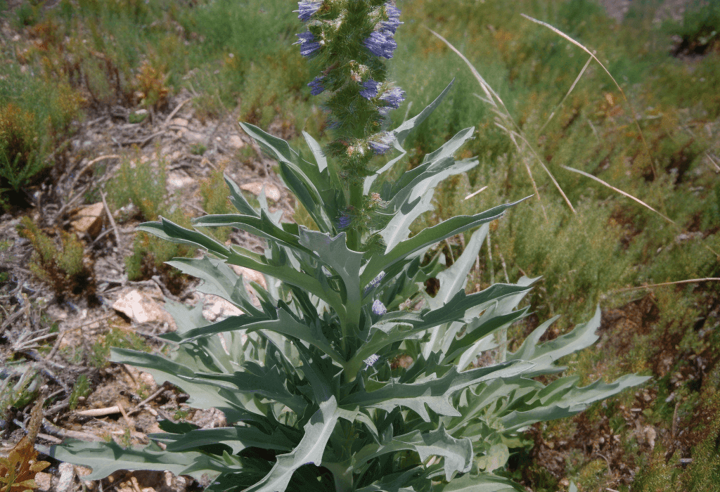 Echium italicum - Interstellar Blends