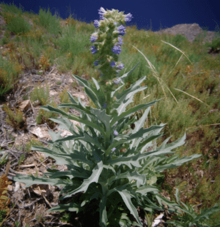 Echium italicum - Interstellar Blends