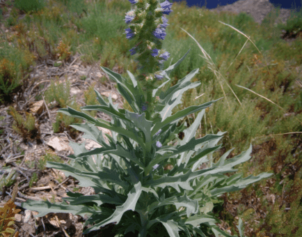 Echium italicum - Interstellar Blends