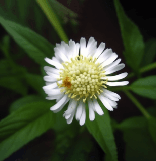 Eclipta alba (False Daisy) – Ayurvedic herb in Interstellar Blends, promoting hair growth, liver detox, and brain health.