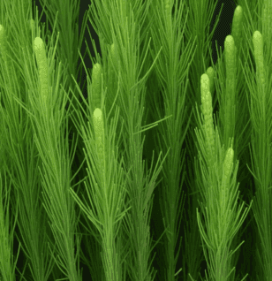 Equisetum arvense (Horsetail) plant illustration, a mineral-rich herb used in Interstellar Blends' herbal formulas, known for supporting bone density, improving skin and hair health, and promoting urinary tract function
