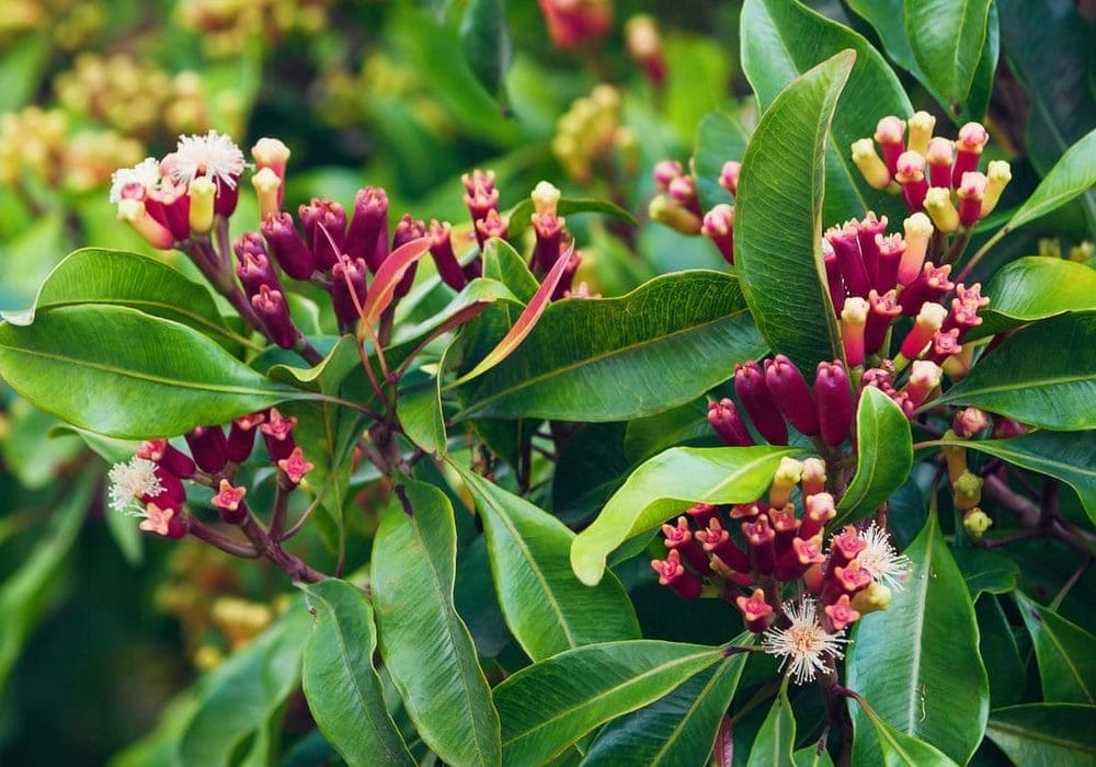 Eugenia caryophyllata - Interstellar Blends