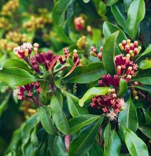 Eugenia caryophyllata - Interstellar Blends