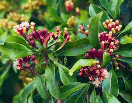 Eugenia caryophyllata - Interstellar Blends