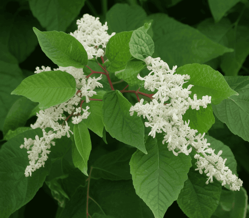 Fallopia multiflora - Interstellar Blends