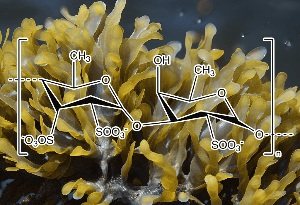 Fucoidan (Seaweed) - Interstellar Blends