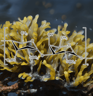 Fucoidan (Seaweed) - Interstellar Blends