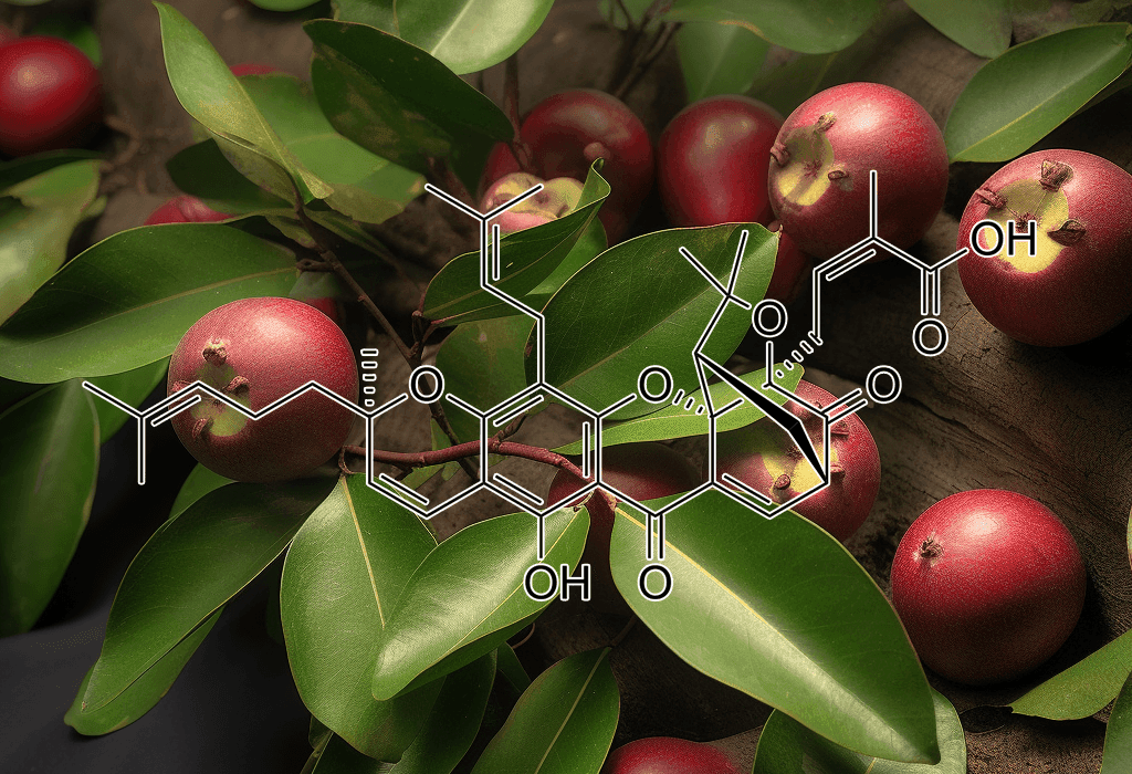 Gambogic acid (Garcinia hanburyi) – A close-up of Garcinia hanburyi, a natural source of Gambogic acid in Interstellar Blends for cellular protection.