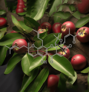 Gambogic acid (Garcinia hanburyi) – A close-up of Garcinia hanburyi, a natural source of Gambogic acid in Interstellar Blends for cellular protection.