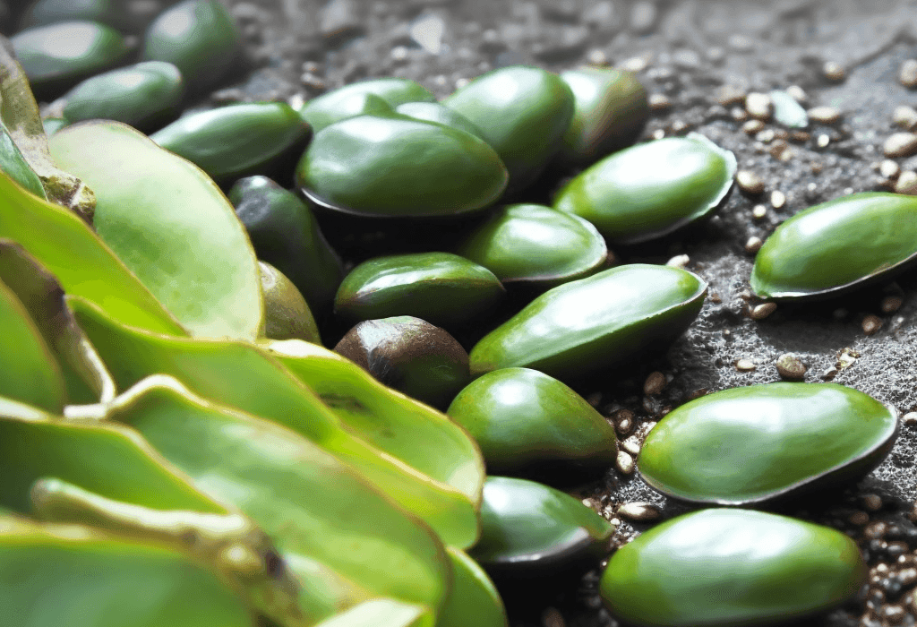 GRIFFONIA-SEED - Interstellar Blends