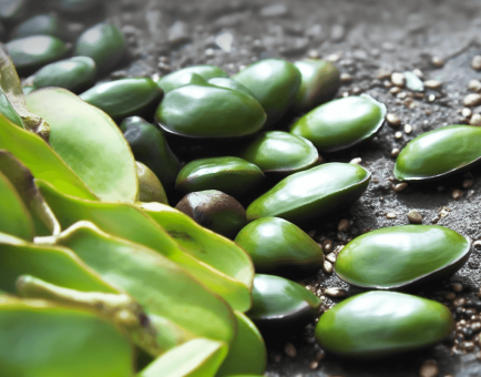 GRIFFONIA-SEED - Interstellar Blends