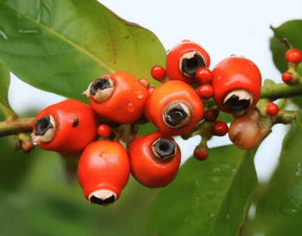 Paullinia cupana (Guarana) – Natural energy booster in Interstellar Blends, supporting focus, metabolism, and endurance.