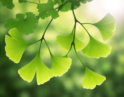 Ginkgo biloba – A bright depiction of Ginkgo biloba leaves, included in Interstellar Blends for cognitive enhancement and circulation.